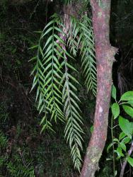 Asplenium flaccidum subsp. flaccidum. Mature plants with pinnate-pinnatifid fronds epiphytic on the base of a trunk. 
 Image: L.R. Perrie © Te Papa CC BY-NC 3.0 NZ